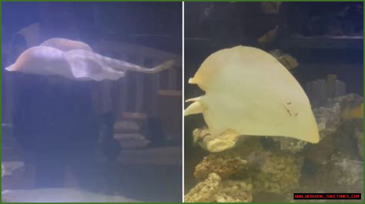 Pregnant Stingray Charlotte Dies in North Carolina Aquarium
